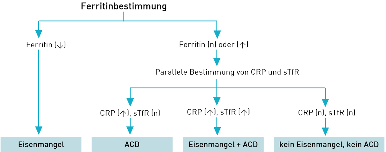 Flussdiagramm Ferritinbestimmung